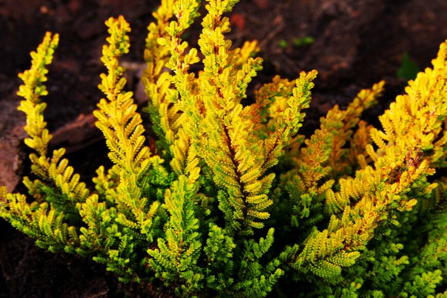 Anna Gratys/Anna Gratys