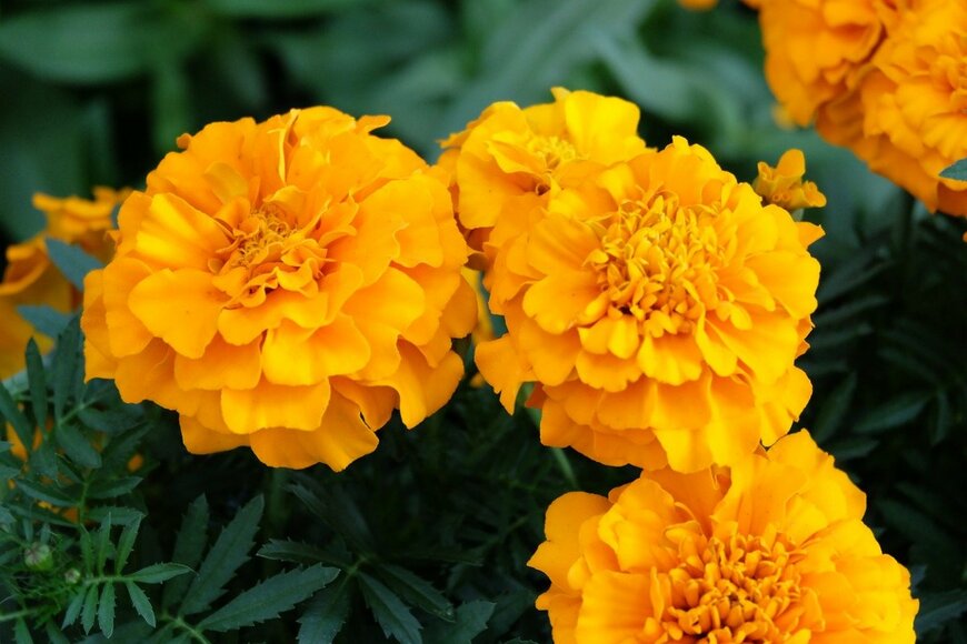 マリーゴールド　samyo1979/istockphoto.com