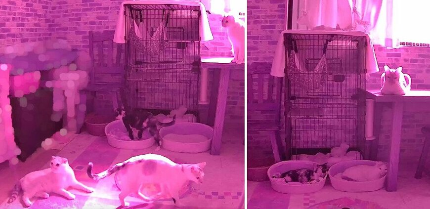 出所：@poko_katakana