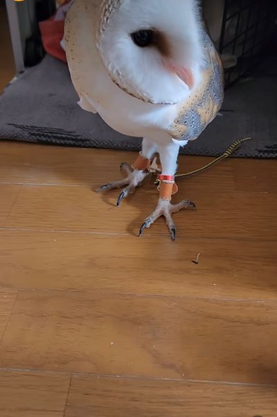 出所：@miki4wan108