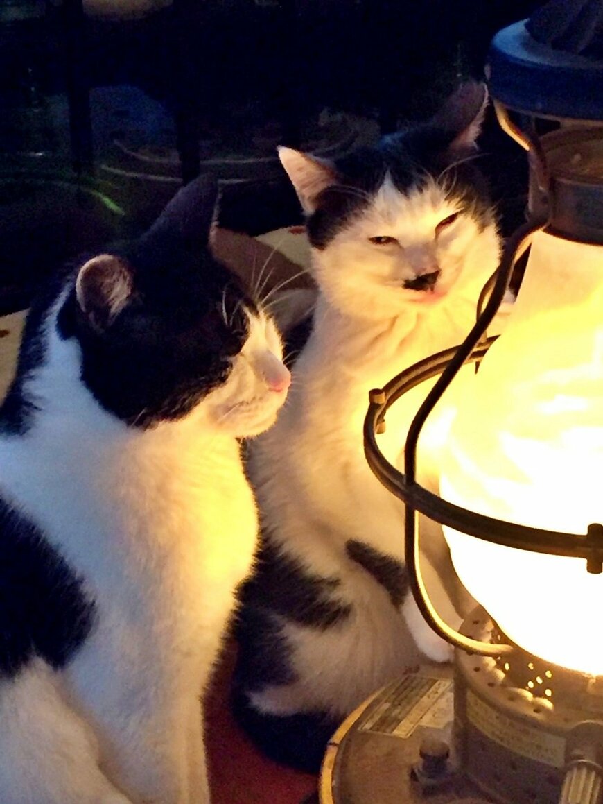 ストーブに当たるソラオとレモン。黒白柄の2匹です。