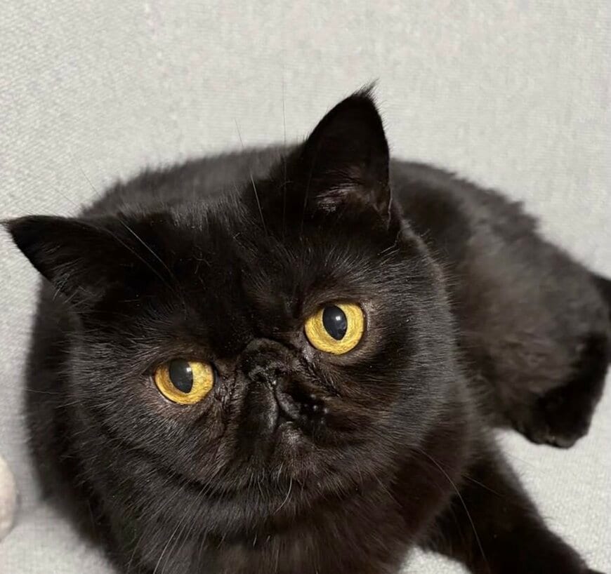 くつろぐ黒猫ちゃんを前から見ると…→なんだか「たくましめ」に感じるクールなポーズが話題