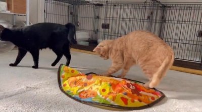 出所：＠Teagle_Noir