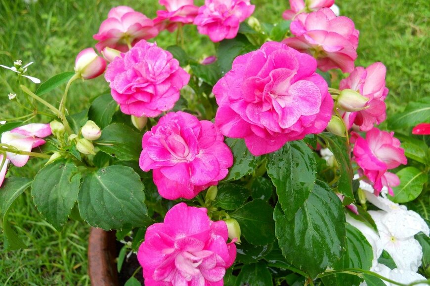 【ガーデニング】やっぱりピンクの花が好き！キュートな庭になる「多年草＆一年草」8選