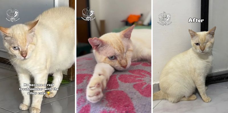 元気を取り戻し、すっきりした表情を見せる猫