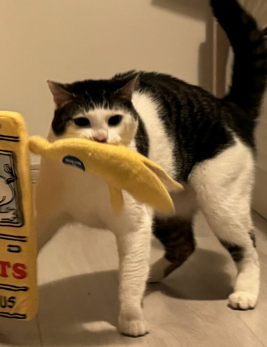 ぬいぐるみと猫