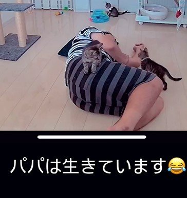 パパと猫