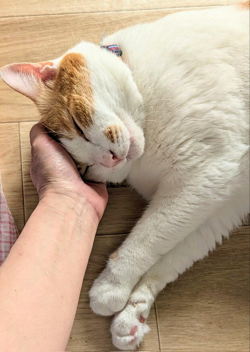 頭をなでられる猫