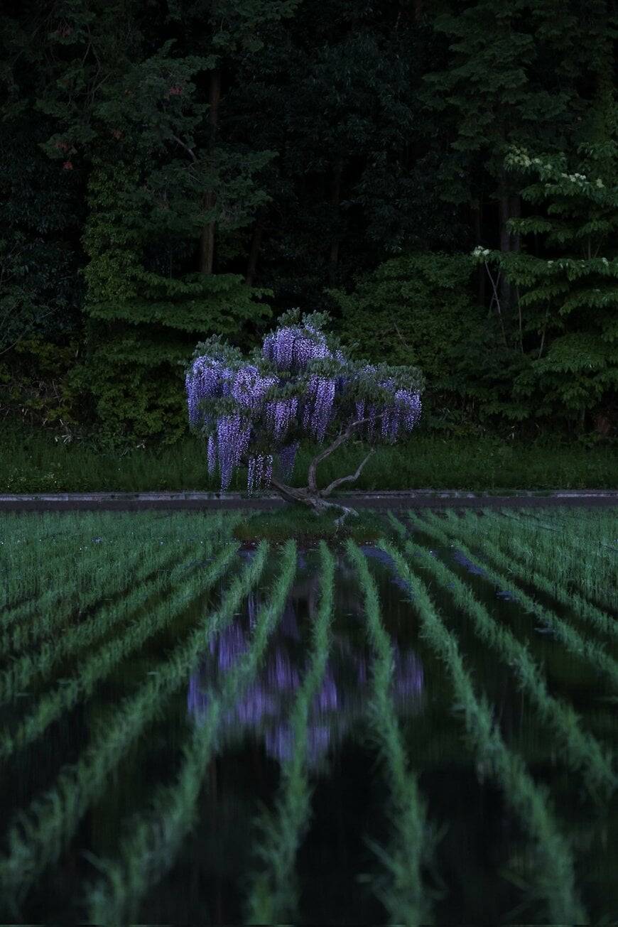 田んぼに咲く藤の花