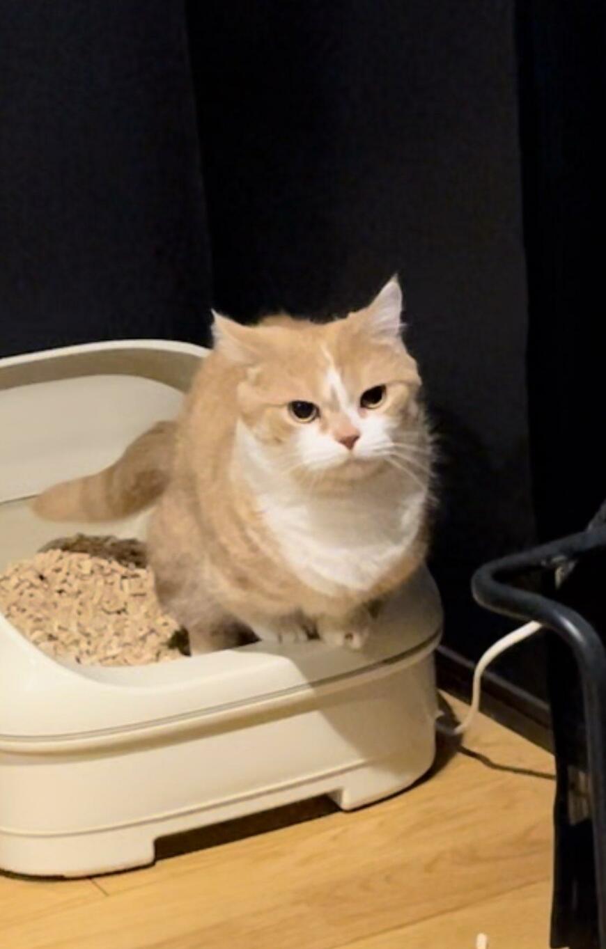 猫トイレ