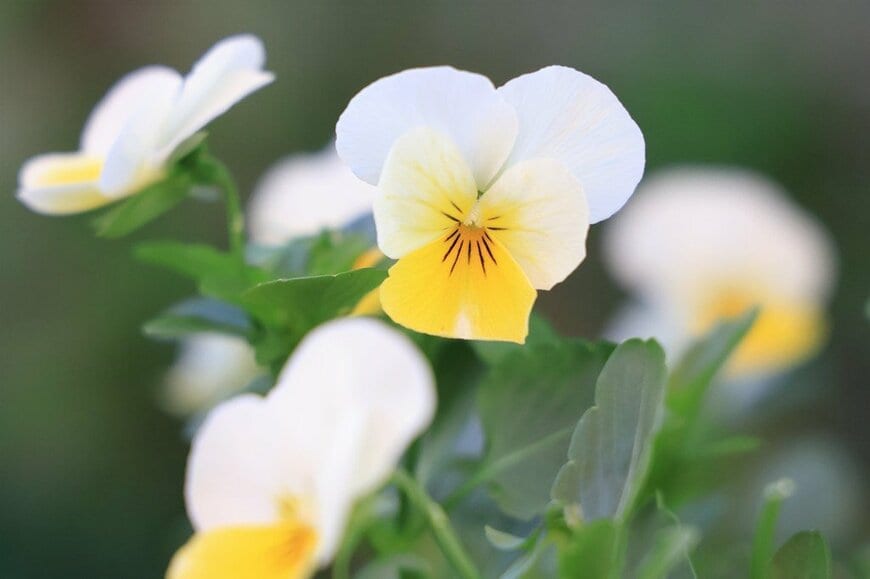 白と黄色のグラデーションが美しい、バナナクリームの花