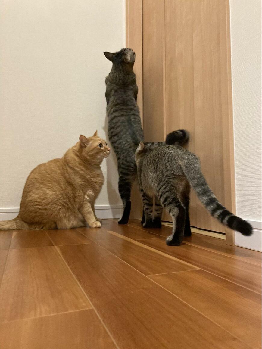 3匹の猫