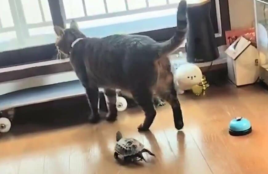 窓辺に向かう小雪ちゃんと追いかける軍曹くん