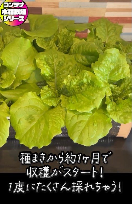 サンチュの水耕栽培、収穫