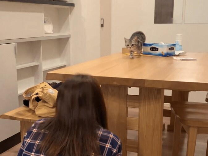 だるまさんがころんだの子猫