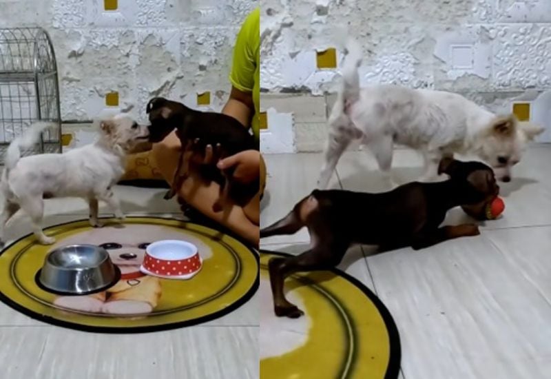 出所：<u><a href="https://www.tiktok.com/@rescue.sweet/video/7524729168764865847" target="_blank">@rescue.sweet</a></u>