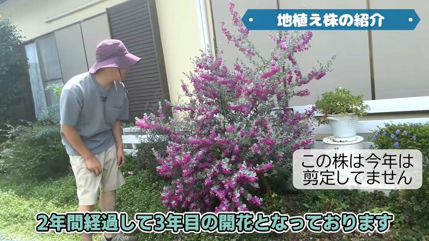 出所：プチフルール 園芸Ch公式YouTube