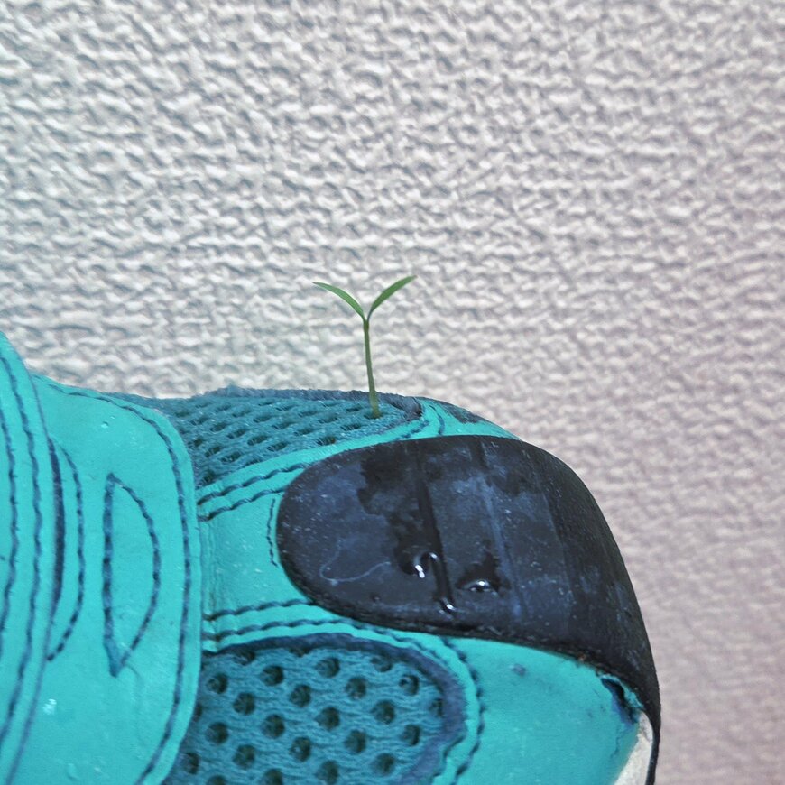 子ども靴と小さな芽