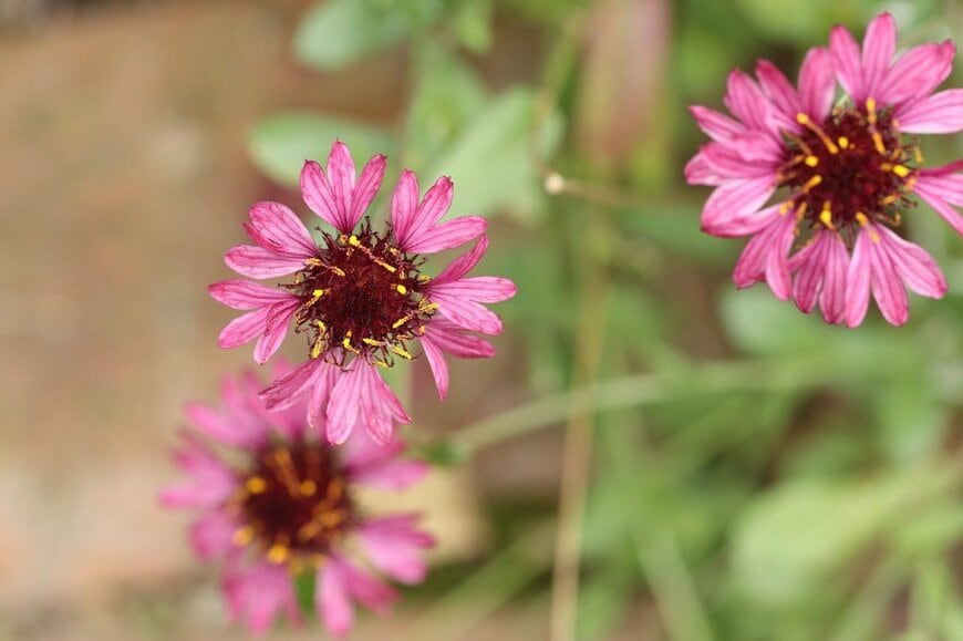 ピンク色の花を咲かせている、ガイラルディア