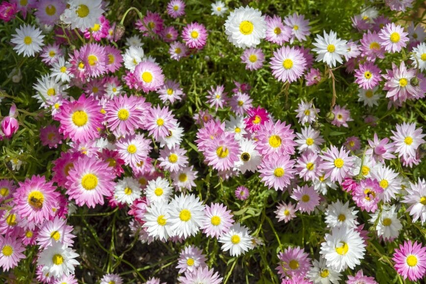 ピンクや白のローダンセの花々