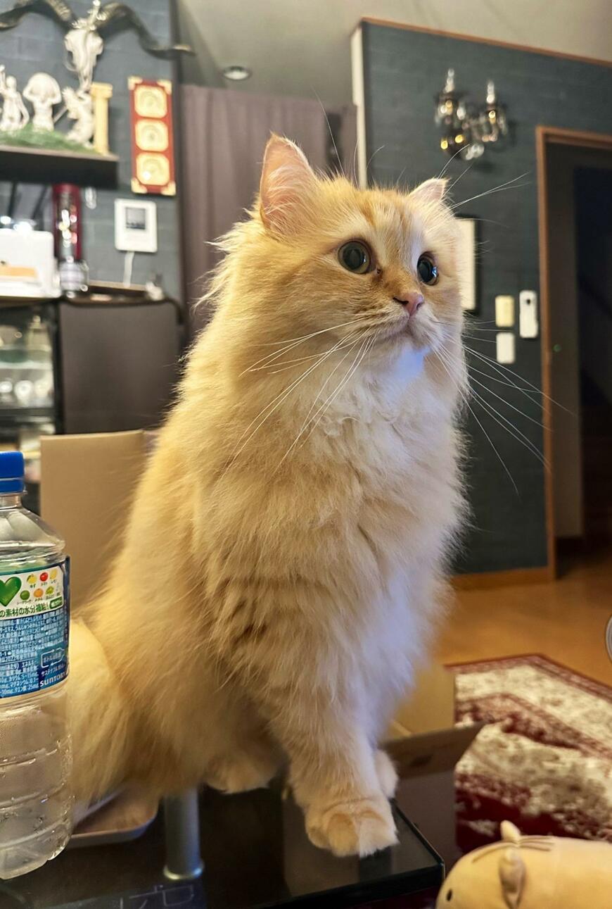 テーブルの上の猫