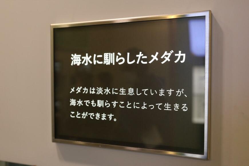 海水に馴らしたメダカの解説
