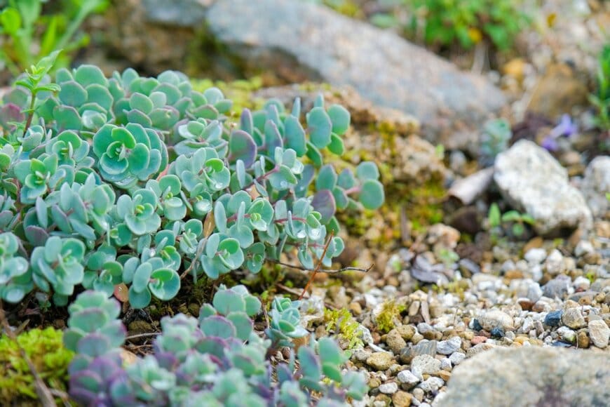 白みがかった緑色の小葉をもつ、セダム