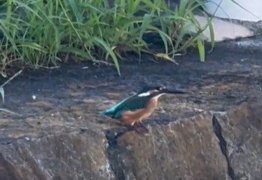 カワセミらしき野鳥