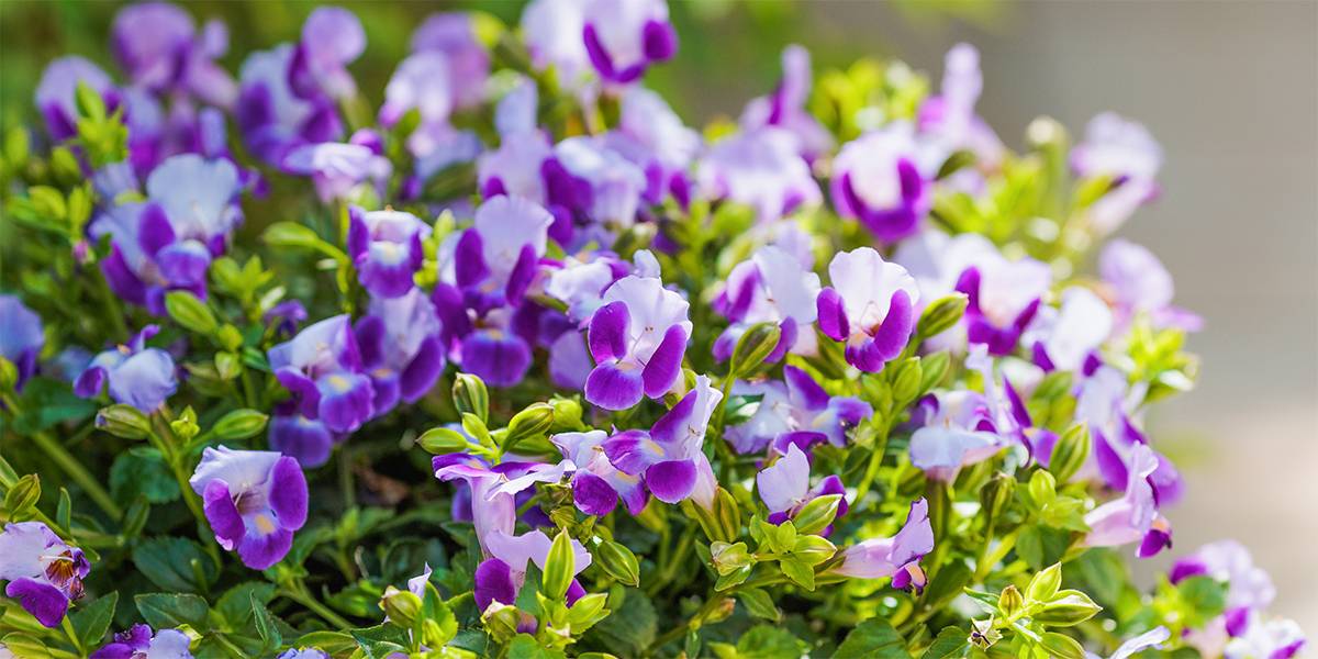 1鉢で玄関がぐっと華やかに！春から秋まで〈次々と咲く花3選〉で節約