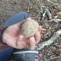 イモの化石みたいな石を割ると…　想像もしなかったものが出現「すごく不思議」「伝説の収穫ですね」