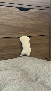 「身体が大きく成長」したハムスター　引き出しの隙間に入ろうと奮闘する姿がかわいい