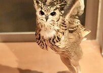 神々しい…！大型フクロウの飛ぶ瞬間を写した写真に賞賛の嵐