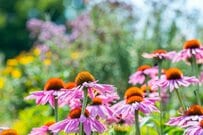 【宿根草ガーデニング】植えっぱなしOK！ローメンテで毎年花咲く《夏花壇の主役候補》厳選3種！