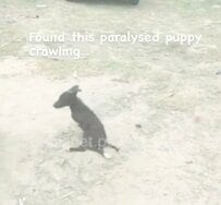 麻痺して道路を這っていた子犬「ビジュリー」、懸命な治療で少しずつ回復する姿に感動