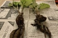 ベランダでのゴボウ栽培に失敗　2年後…斬新すぎるリベンジに「天才」「目から鱗」