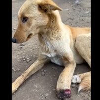 「足をひどく負傷した犬」親切な人に助けられ、楽しそうに駆け回って遊べるほどに回復！