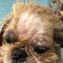「劣悪な環境で痩せ細り、命の危機に直面していた犬」救出されて数ヶ月たち体重も増え、元気そうな姿に安堵