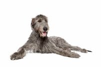 【AIを疑うくらいデカい】女性と子犬の比較　とんでもない大きさに「幻ではなかった」
