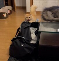 猫が旅行用のバッグに「さりげなく入れた物」　まさかの行動に笑ってしまう