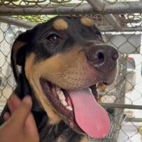 事故に遭った地域犬　骨折を乗り越えて「再び歩き出す姿」に心が温まる