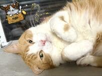 【癒やし】ちょっとふっくらした猫ちゃん　ゴロンと甘える姿にほっこり