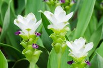 【ガーデニング】春は「夏咲き・秋咲き球根」の植え付け適期。お洒落に花咲く多年草6選