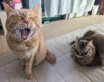 【驚き】気持ち良さそうに歌う猫ちゃん！？ママもうっとりの美声が気になる　