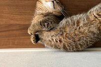 NIKEならぬ「ニャイキ」完全にロゴマークな猫さんが話題