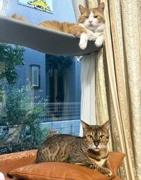 小柄に見える猫ちゃん、実はぽっちゃり？！　遠近法を使えばスリムな猫ちゃんより小さく見えるのが嬉しい