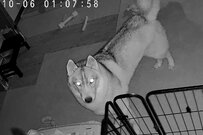 【深夜1時に物音】ペットカメラを見ると…　猫と犬のまさかの共謀に「賢すぎる」「言葉通じてる」