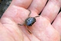 4本足でハサミもない「サワガニ」→1ヶ月後に見せた「完全回復姿」に思わず二度見