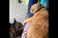 ママさんの膝を巡るかわいい戦い　元保護猫達の行動に癒される