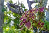 【寄せ植え】半日陰で楽しむカラーリーフ《コリウスと相性の良いシックな葉物2選》花がなくても華やか！