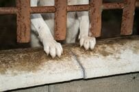 重度の腫瘍を抱え、メキシコの路上で暮らしていた犬を保護。治療を乗り越えアメリカで掴んだ現在の幸せに喜びの声が続出